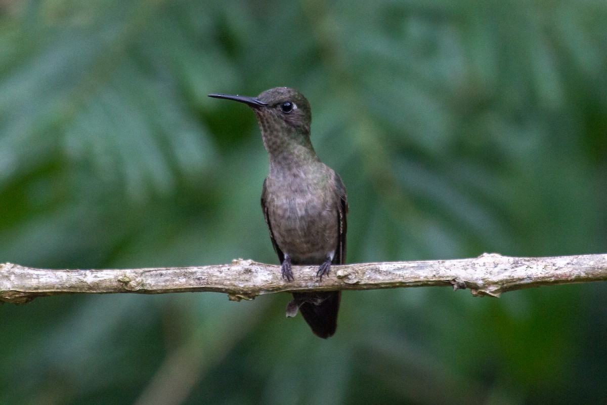 Sombre Hummingbird - ML642611366