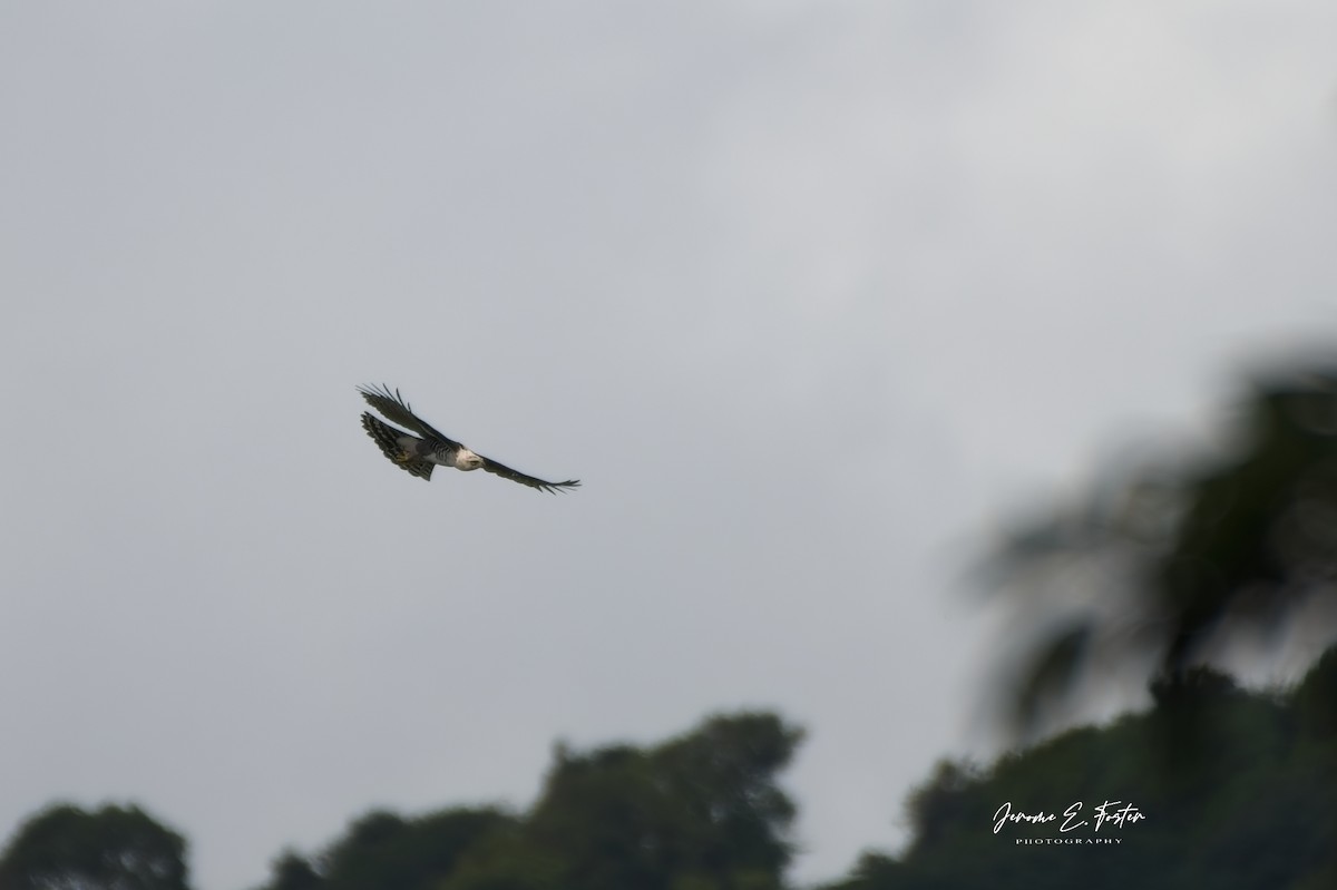 Ornate Hawk-Eagle - ML642611368