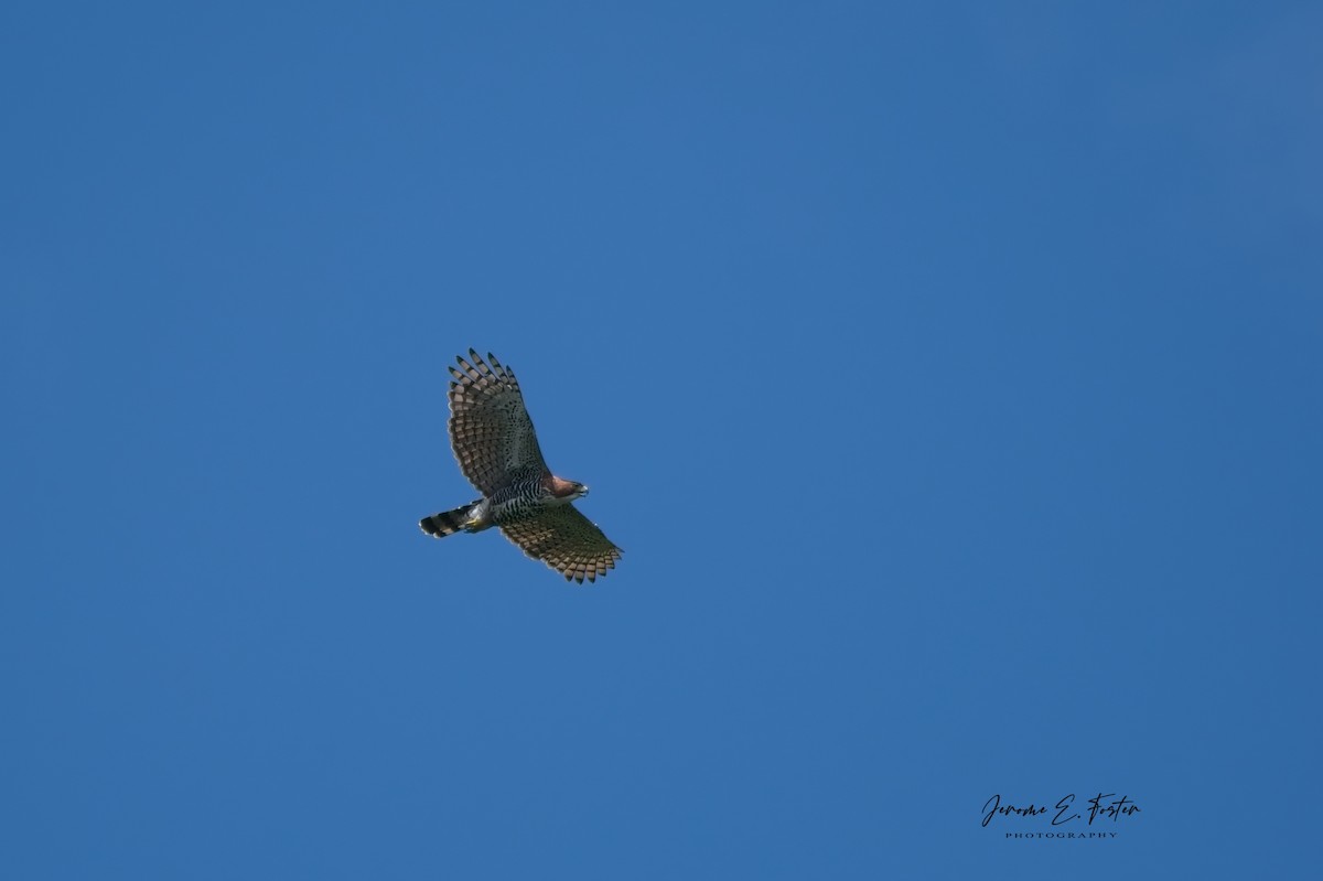 Ornate Hawk-Eagle - ML642611369