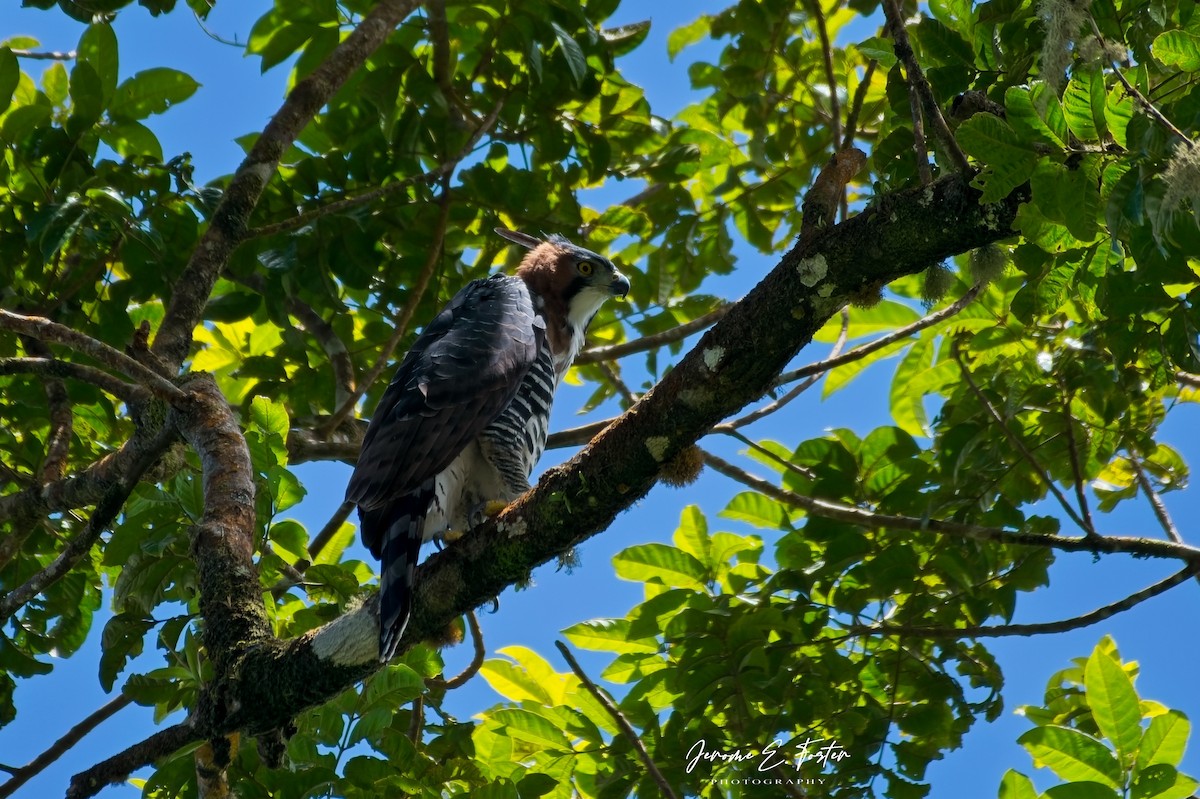 Ornate Hawk-Eagle - ML642611370