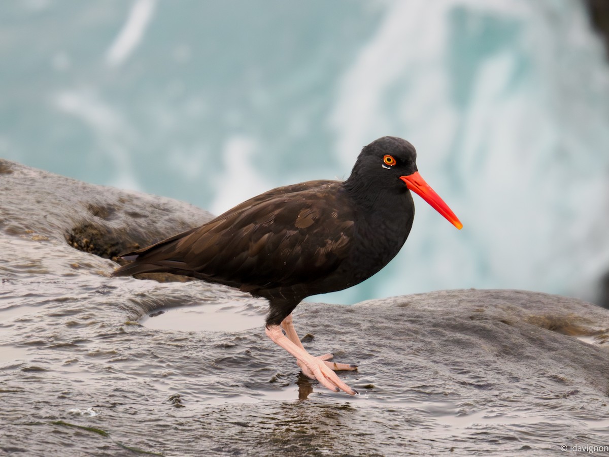 Black Oystercatcher - ML642611384