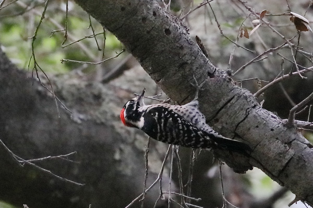 Nuttall's Woodpecker - ML642611391