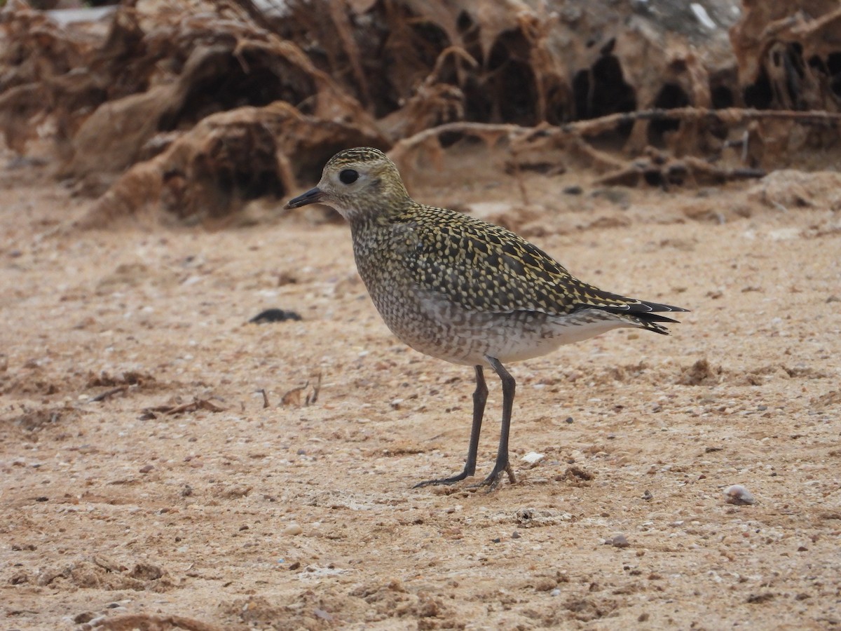 European Golden-Plover - ML642611424