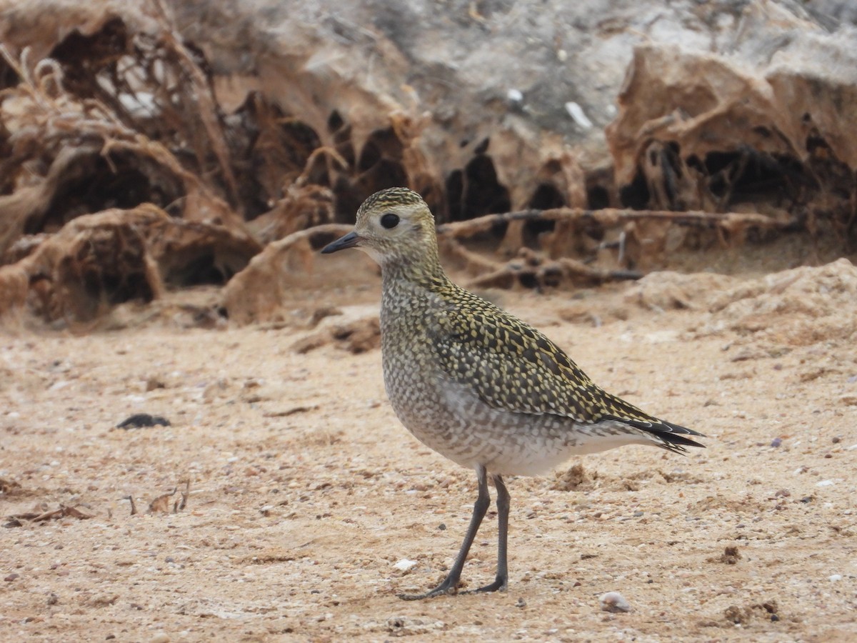 European Golden-Plover - ML642611425