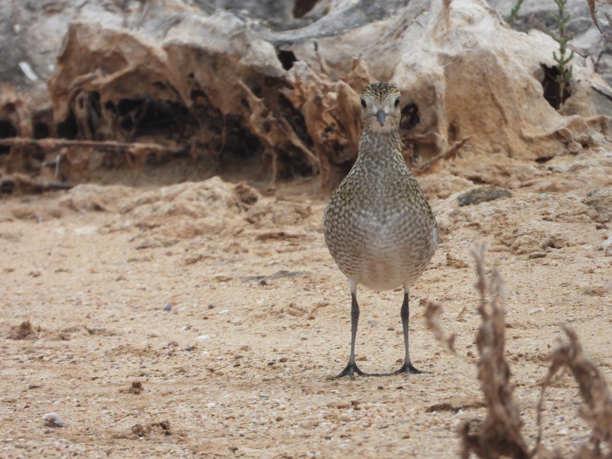 European Golden-Plover - ML642611426
