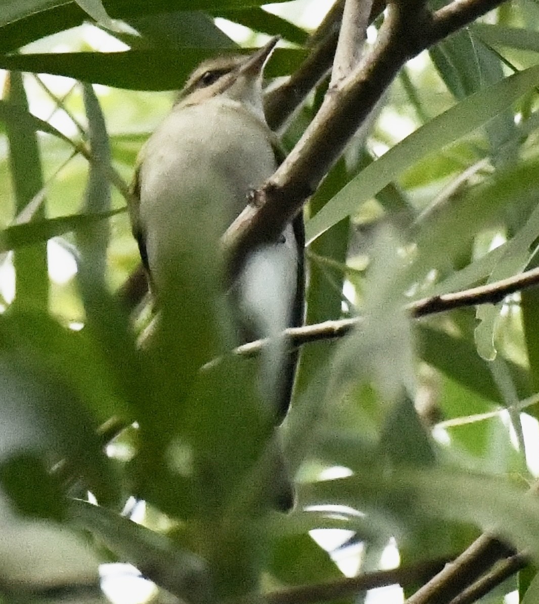 Black-whiskered Vireo - ML642611461