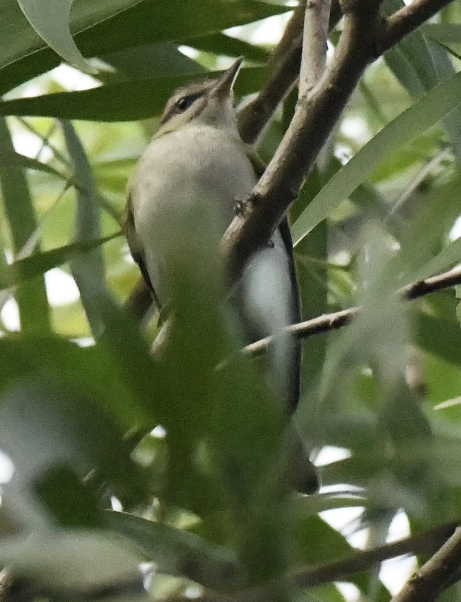 Black-whiskered Vireo - ML642611462