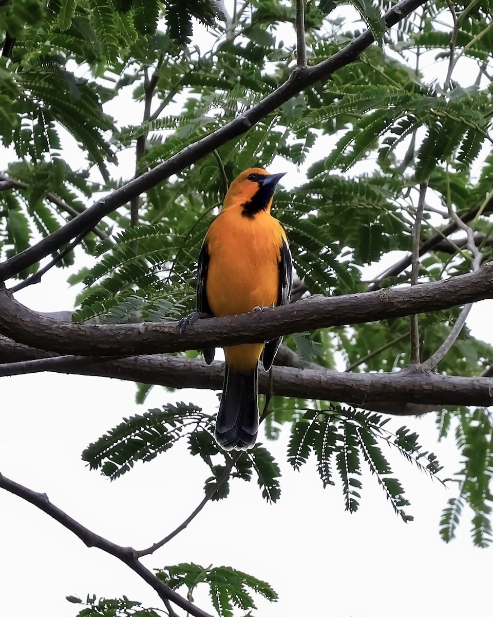 Streak-backed Oriole - ML642611472