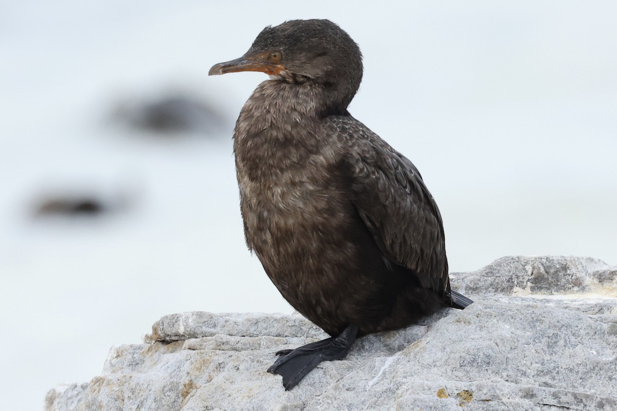 Crowned Cormorant - ML642611488