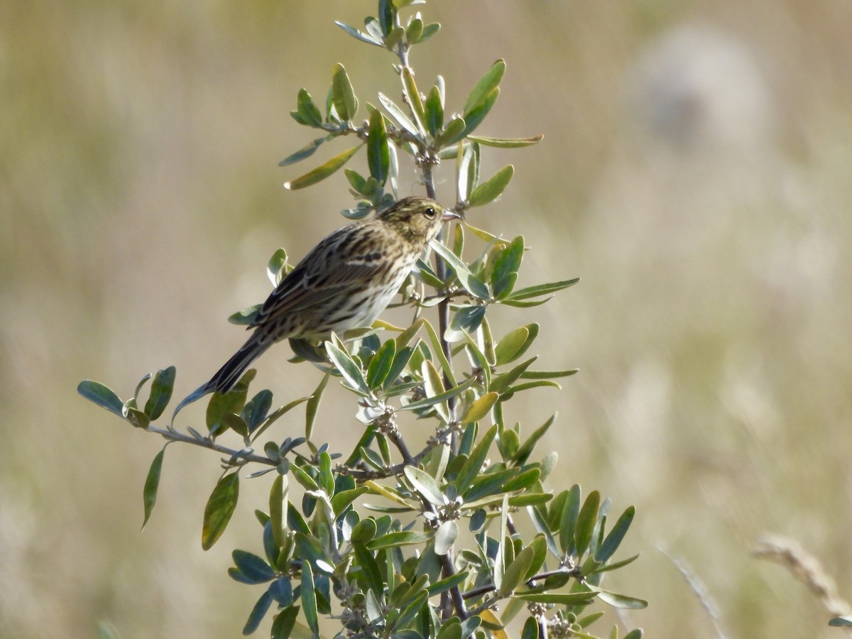 Savannah Sparrow - ML642611499