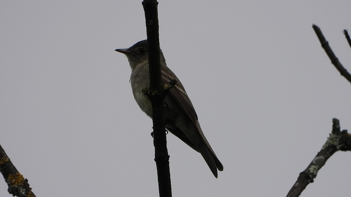 Eastern Wood-Pewee - ML642611513