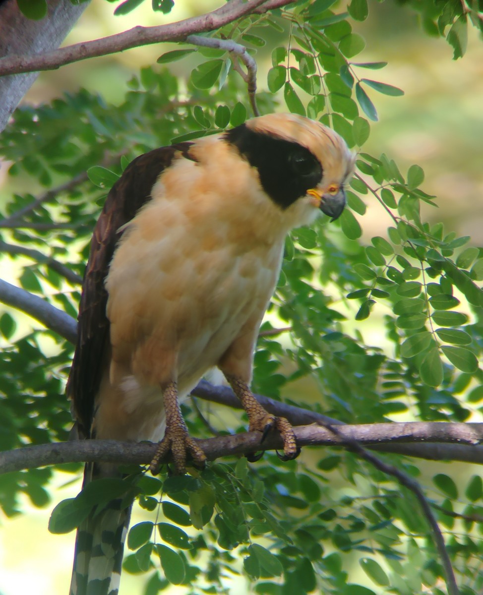 Laughing Falcon - ML642611534