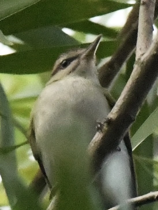 Black-whiskered Vireo - ML642611565