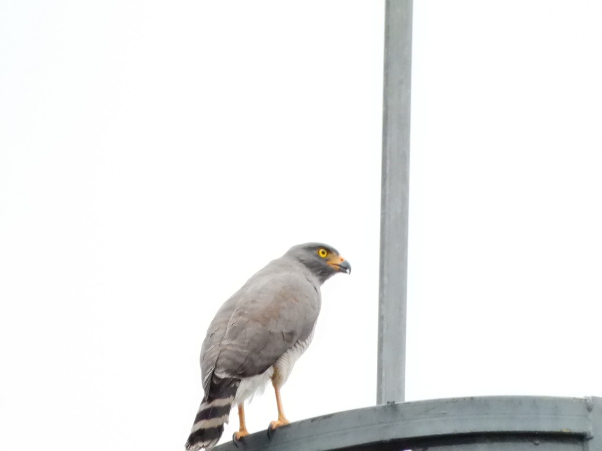 Roadside Hawk - ML642611566