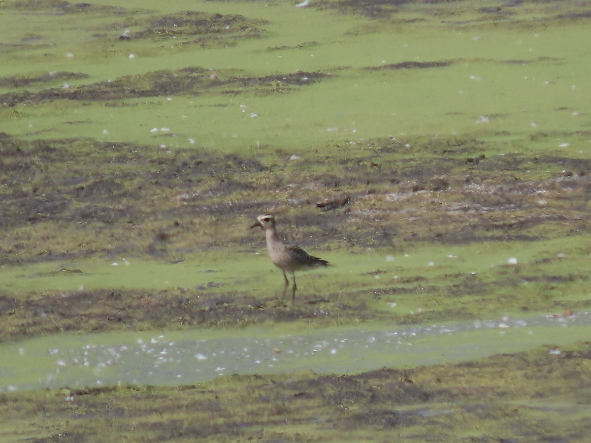 kulík hnědokřídlý - ML642611592