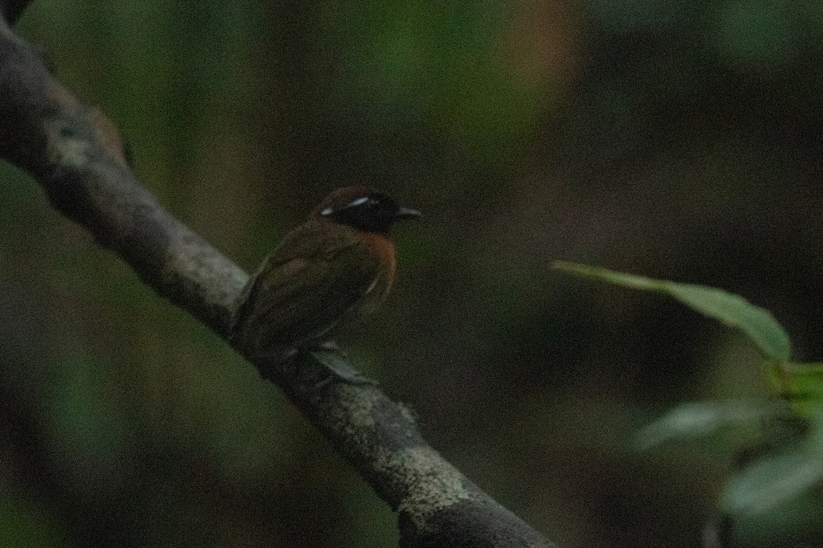 Chestnut-belted Gnateater - ML642611597