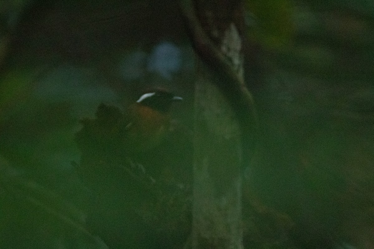 Chestnut-belted Gnateater - ML642611598