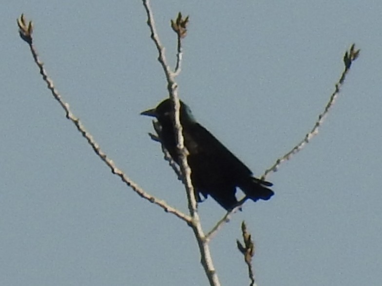 blackbird sp. - ML642611607
