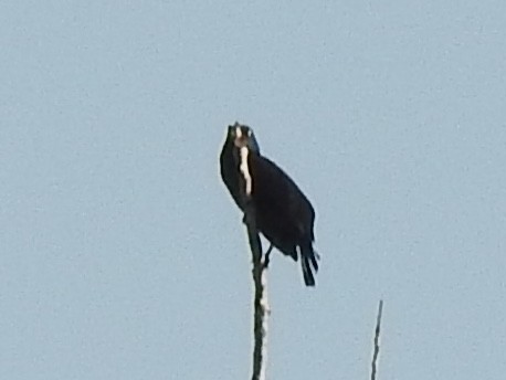 blackbird sp. - ML642611608