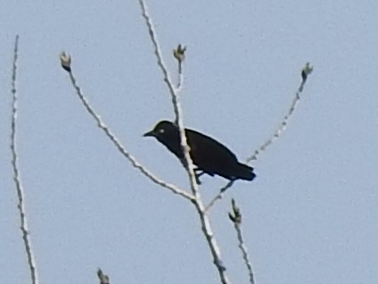 blackbird sp. - ML642611609