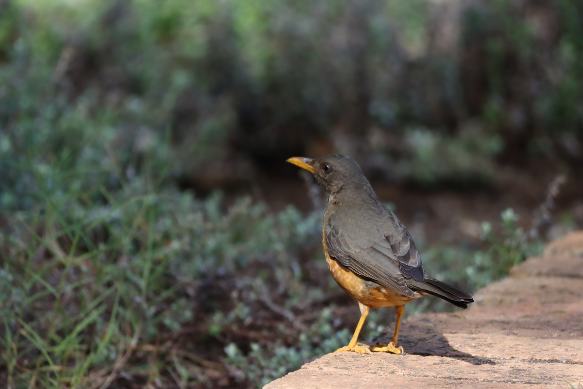 Olive Thrush - ML642611618