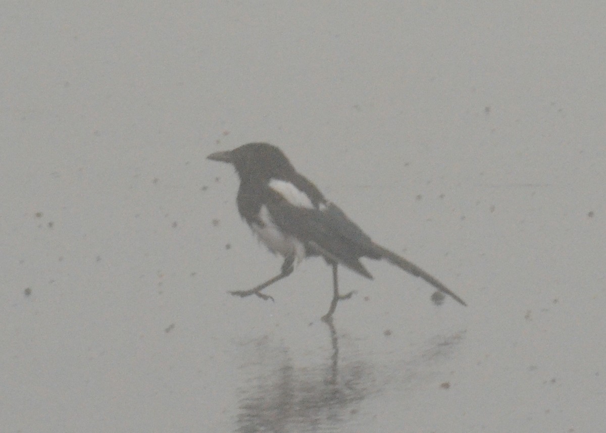 Black-billed Magpie - ML642611622