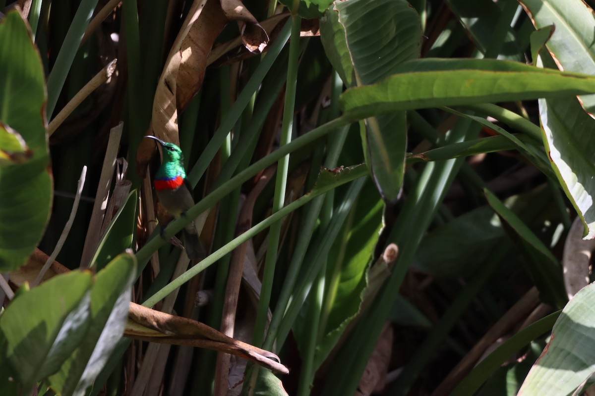 Southern Double-collared Sunbird - ML642611627
