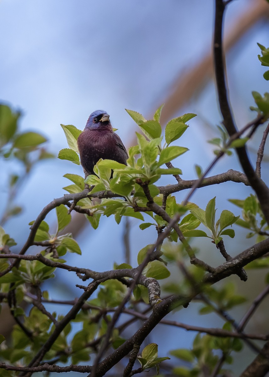 Varied Bunting - ML642611631