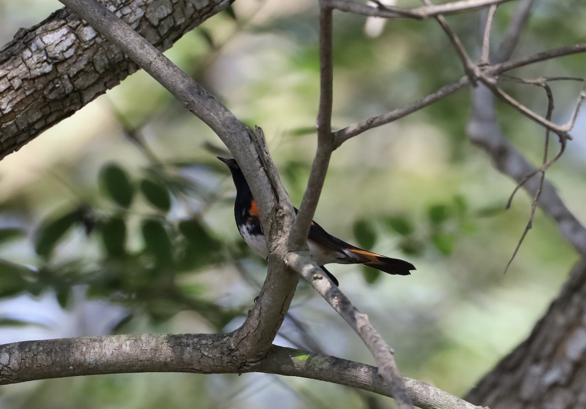 American Redstart - ML642611678