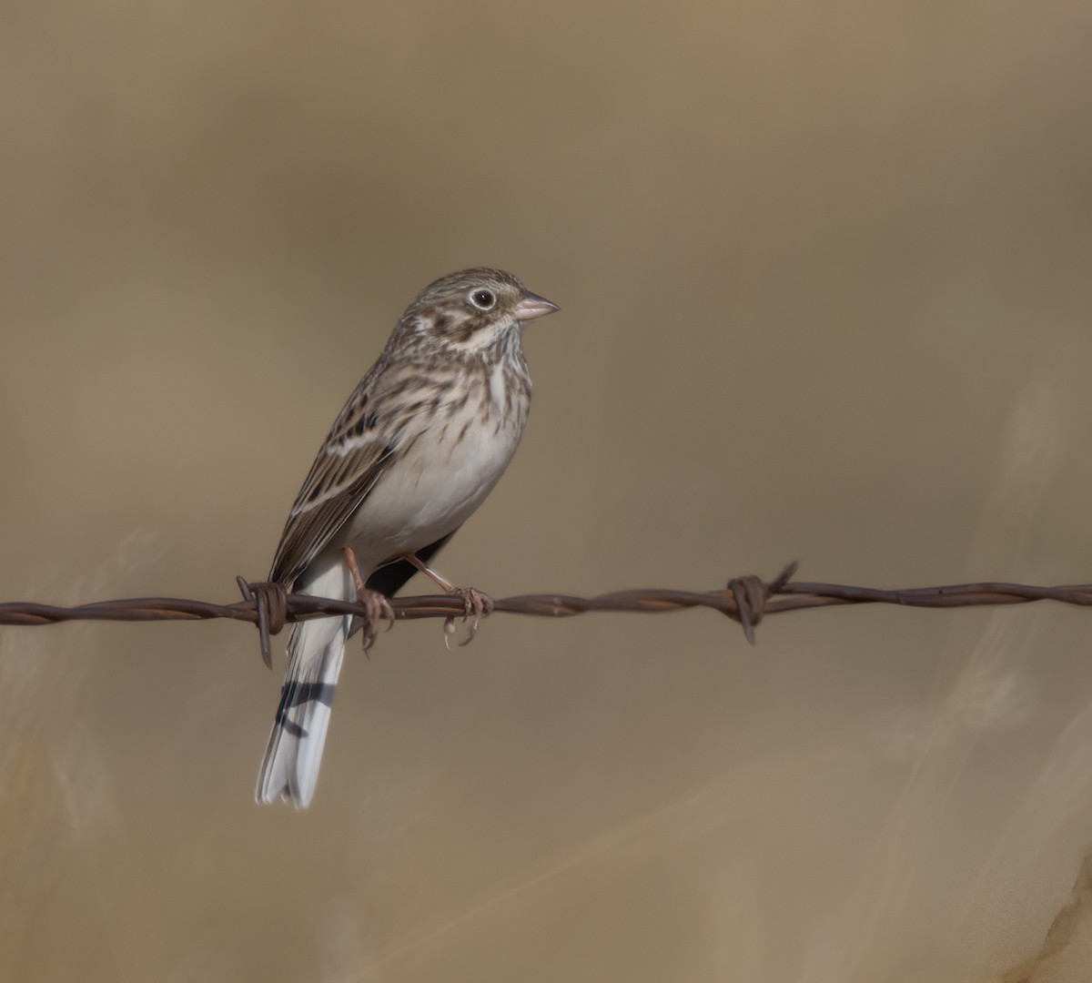 Vesper Sparrow - ML642611707