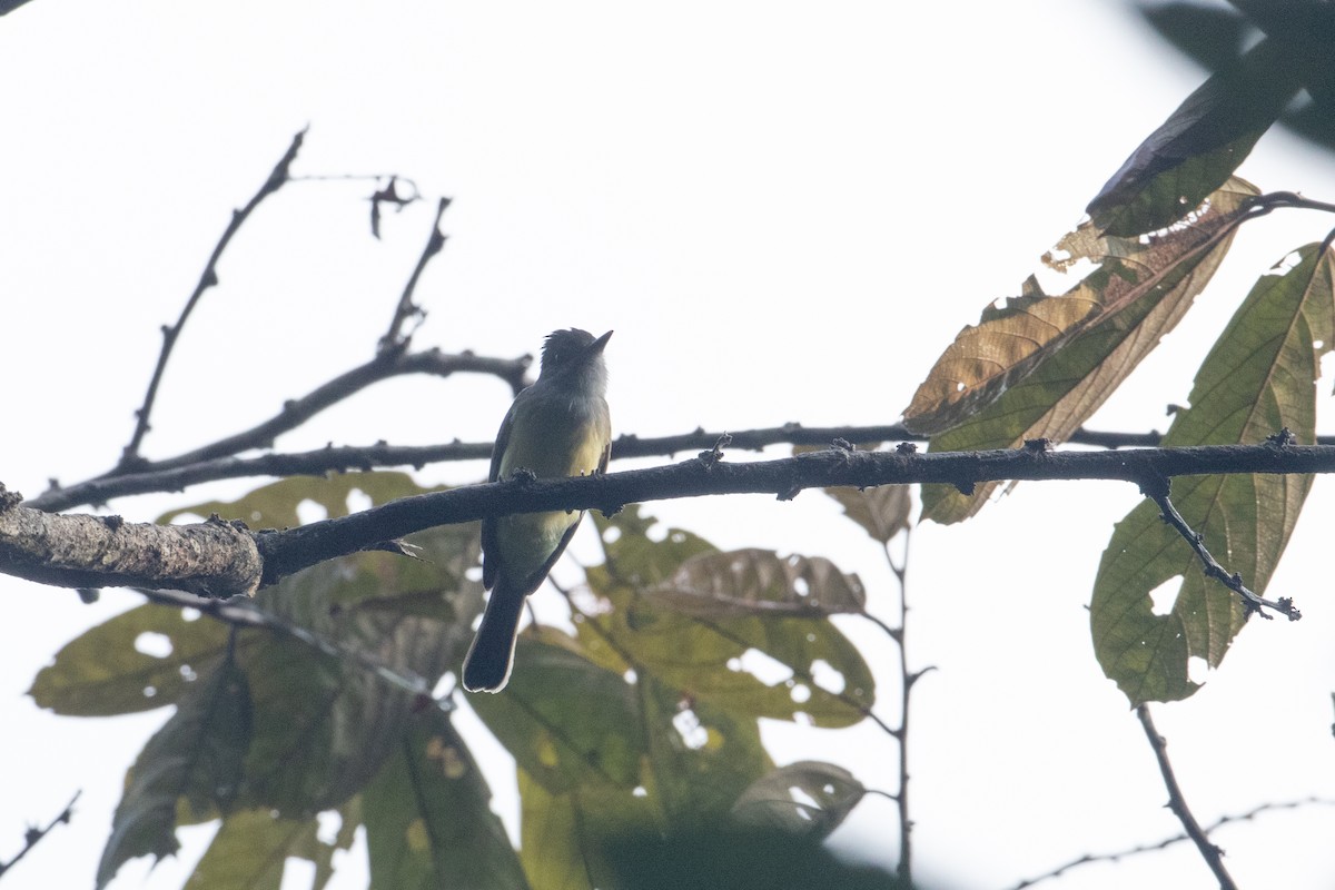Dusky-capped Flycatcher - ML642611709