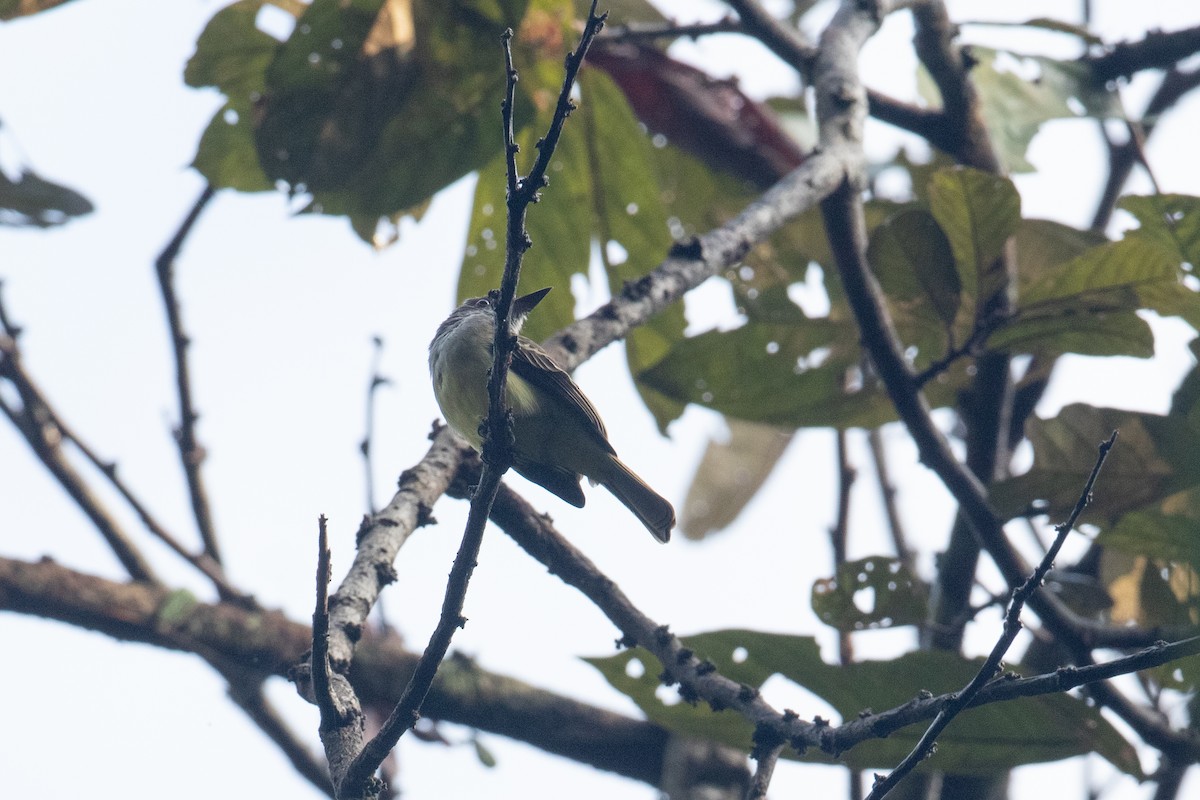 Dusky-capped Flycatcher - ML642611710