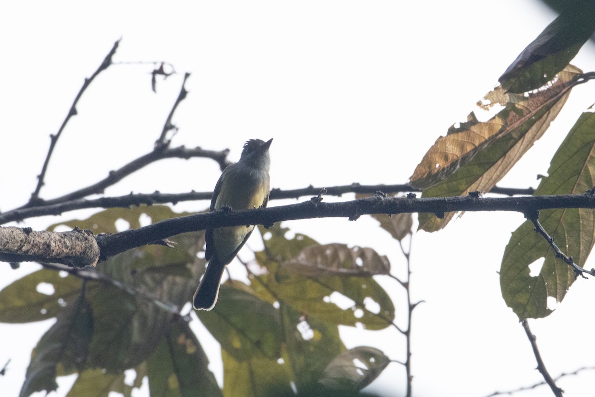 Dusky-capped Flycatcher - ML642611711