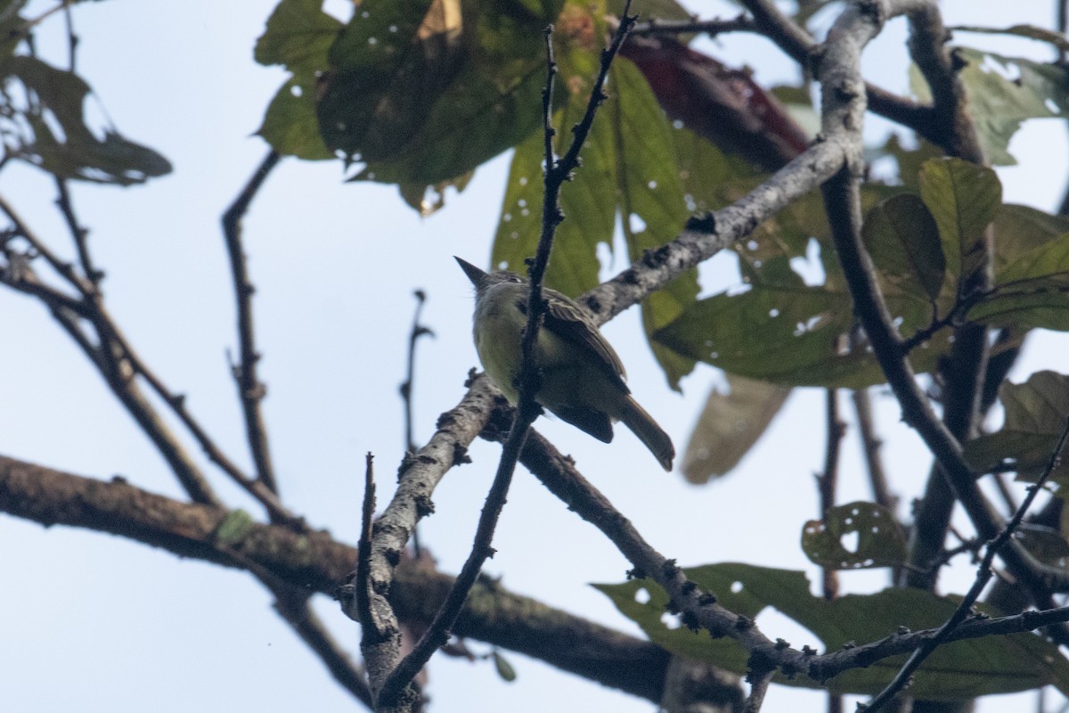 Dusky-capped Flycatcher - ML642611713