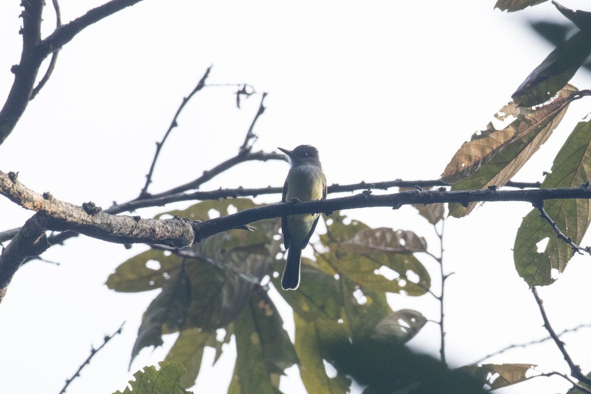 Dusky-capped Flycatcher - ML642611714
