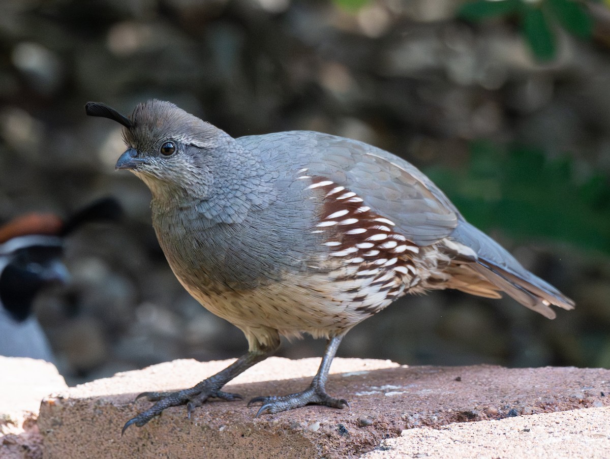 Gambel's Quail - ML642611742