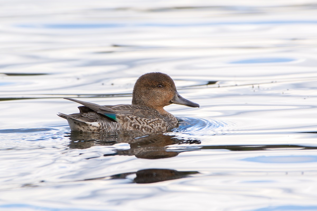 Green-winged Teal - ML642611769