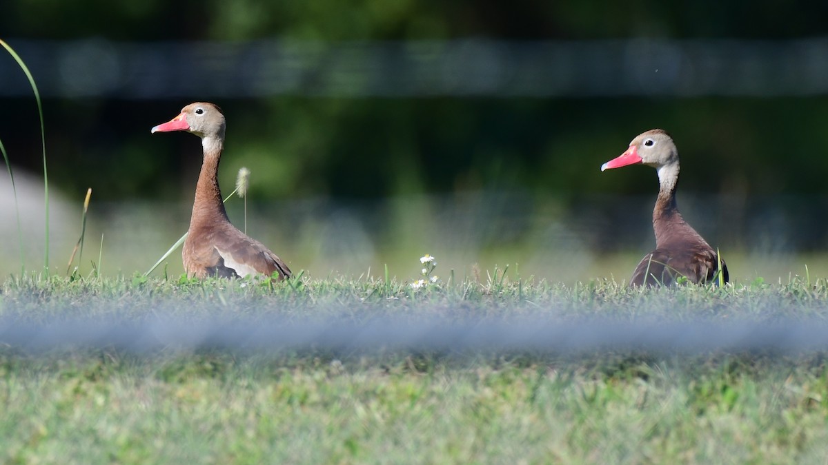 Black-bellied Whistling-Duck - ML642611770