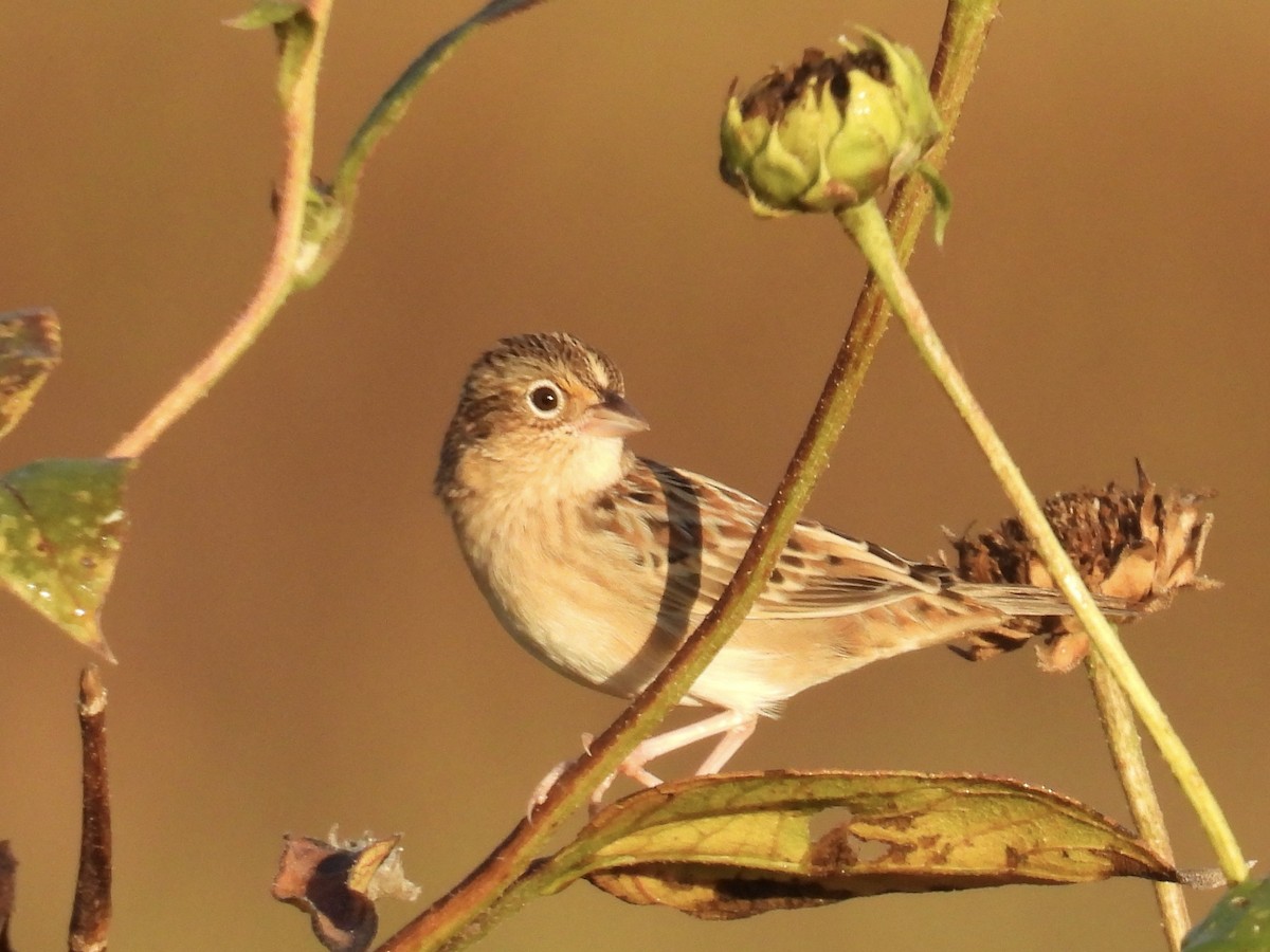 Grasshopper Sparrow - ML642611798