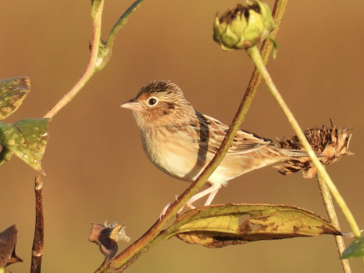 Grasshopper Sparrow - ML642611799