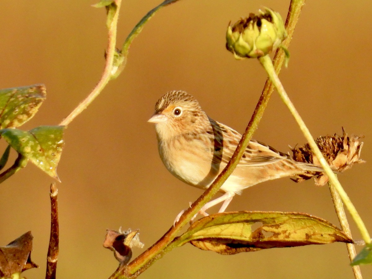 Grasshopper Sparrow - ML642611800