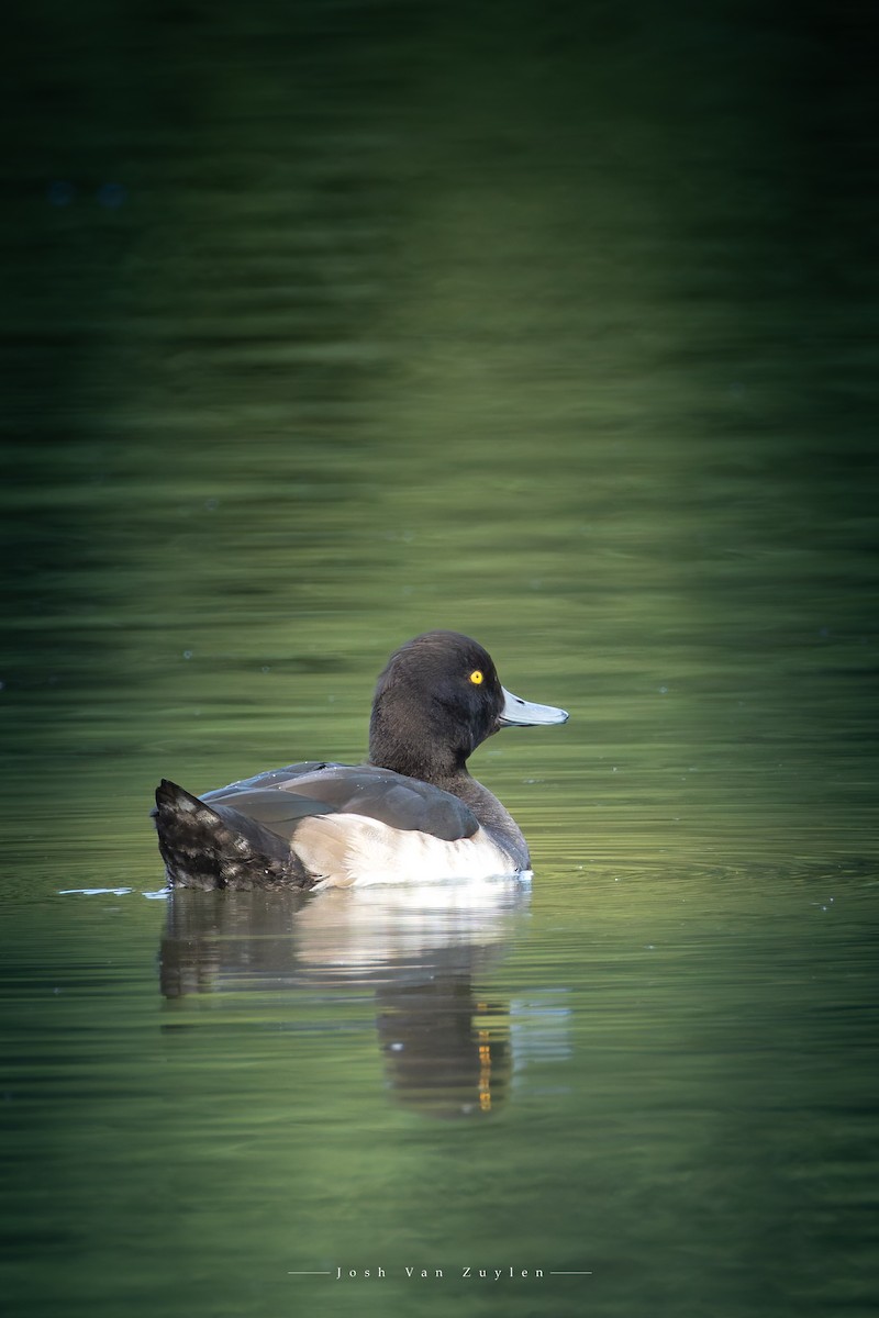 Tufted Duck - ML642611815