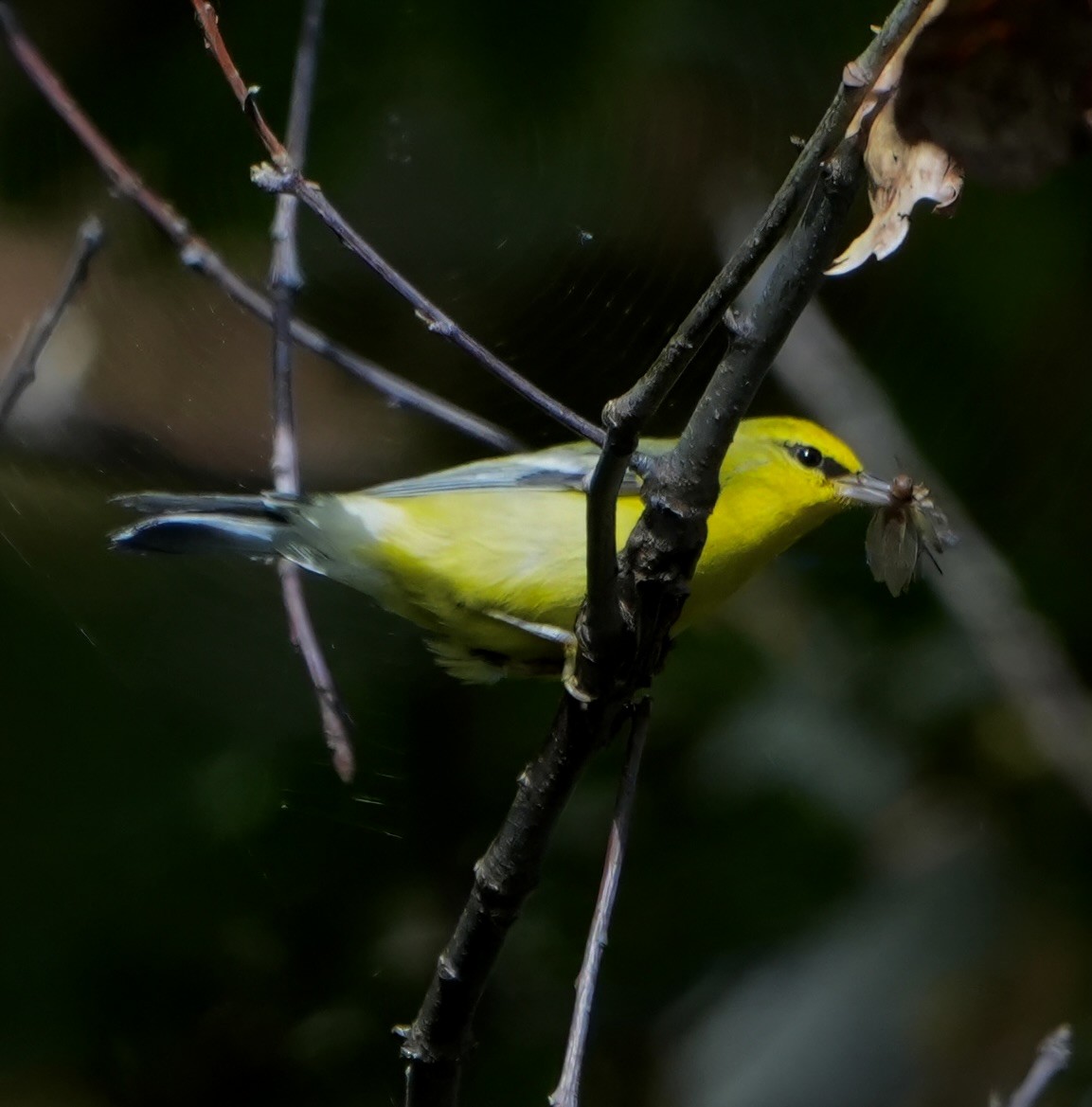 blåvingeparula - ML642611816