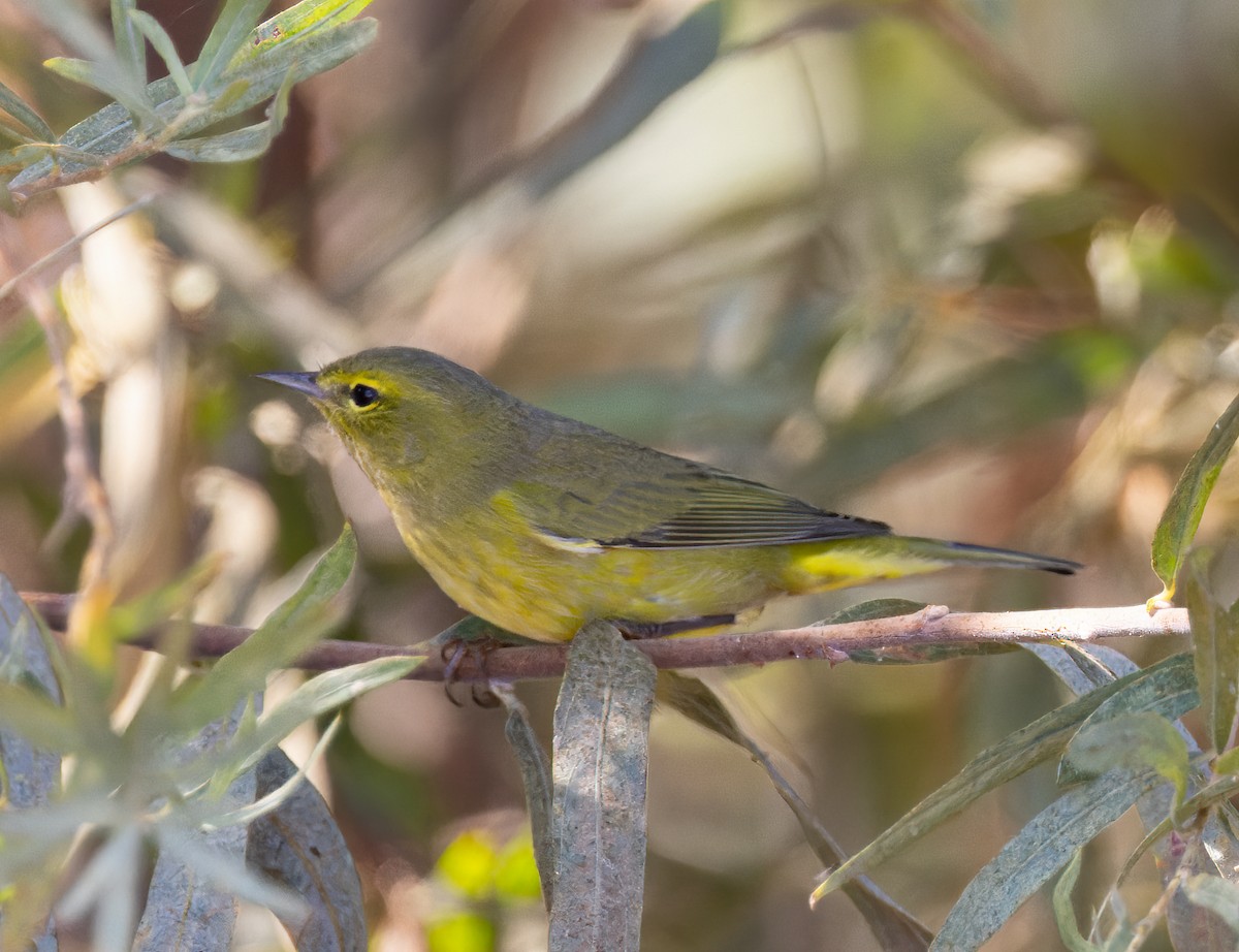 Orange-crowned Warbler (lutescens) - ML642611819