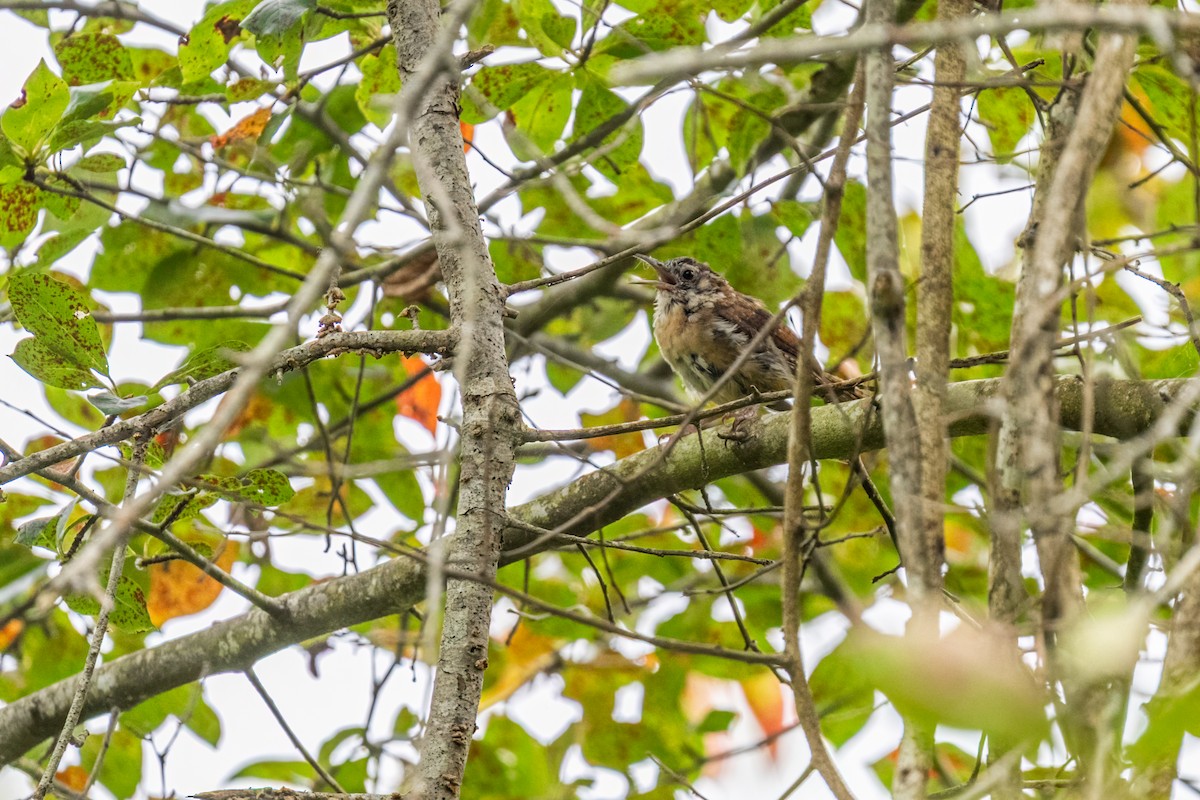 Carolina Wren - ML642611822