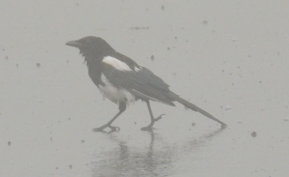 Black-billed Magpie - ML642611829