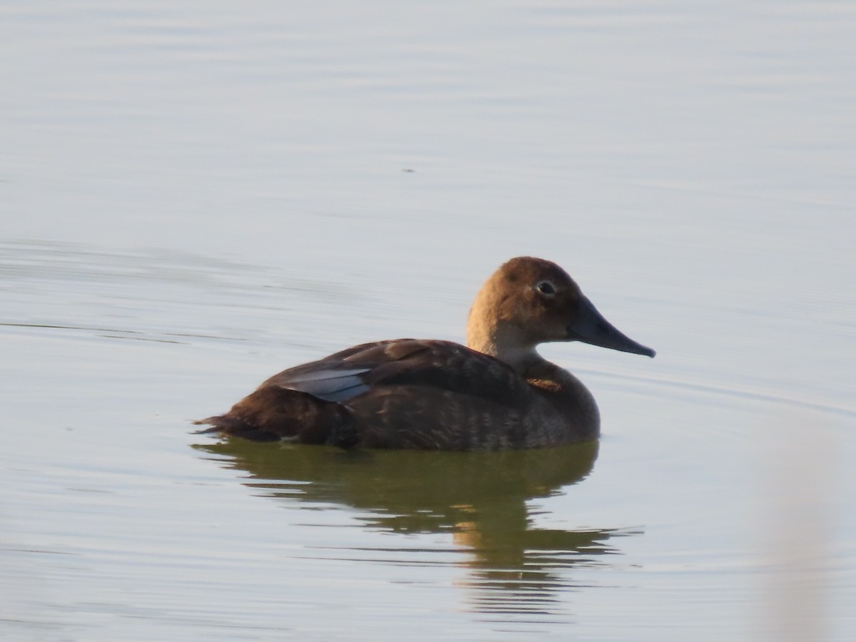 Canvasback - ML642611831