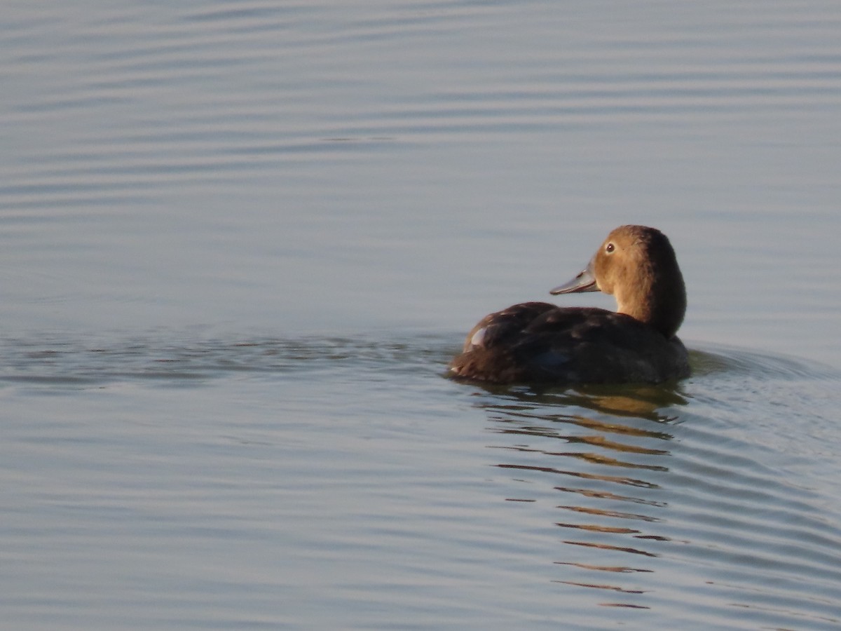 Canvasback - ML642611832