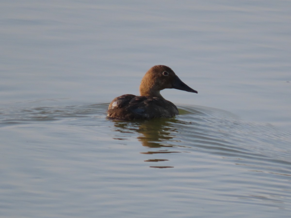 Canvasback - ML642611833