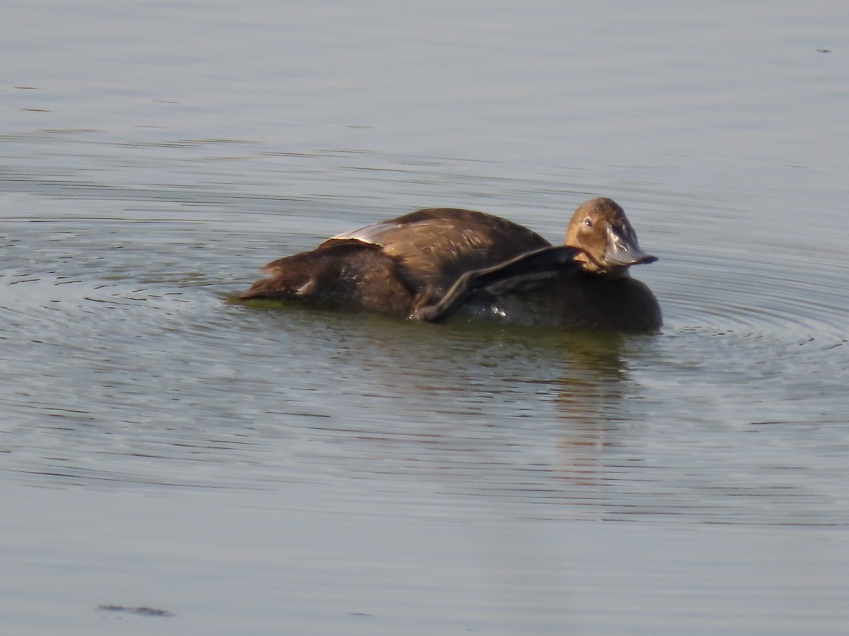 Canvasback - ML642611834